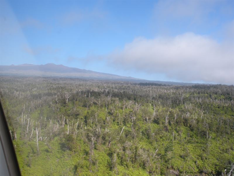 I Love Koa : Papaaloa : Hawaii County : Hawaii
