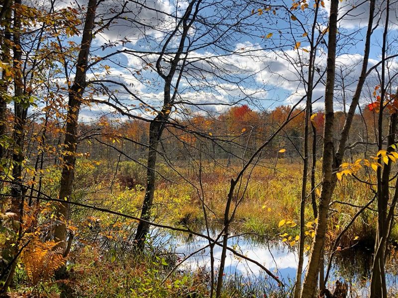 Headwaters of The Mad River : Redfield : Oswego County : New York