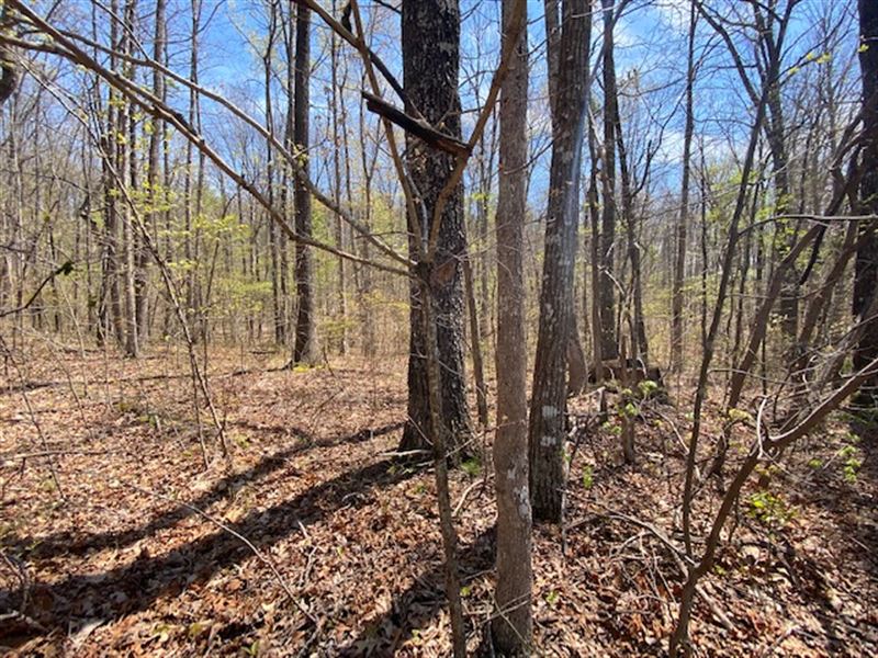 27+/- Acres of Nice Wooded Property : Dunlap : Sequatchie County : Tennessee