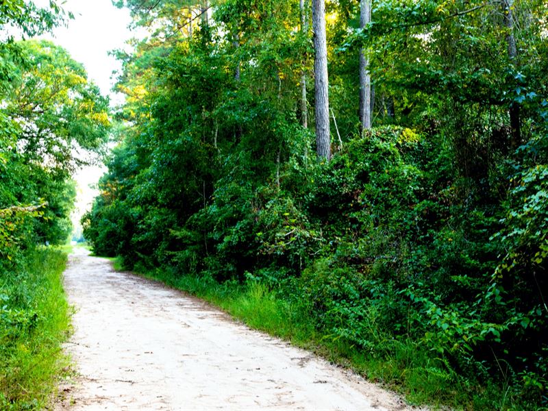 Wooded Lot with Utilities : Cleveland : Liberty County : Texas