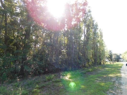 4.36 Wooded Lot 779212 : Chiefland : Levy County : Florida