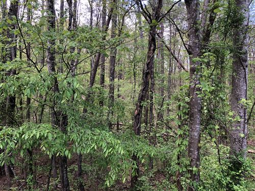 8.8 Wooded Ac 5 More Ac Available : Fairmount : Bartow County : Georgia