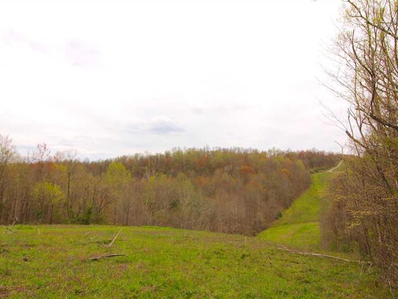 Gurewicz Rd, 20 Acres : Summerfield : Noble County : Ohio