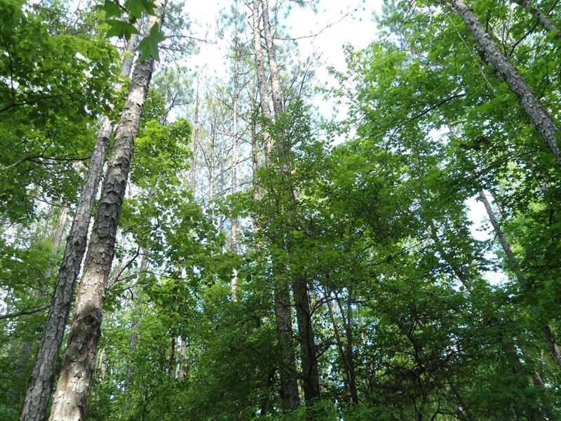 Ararat Pines East : Ararat : Choctaw County : Alabama