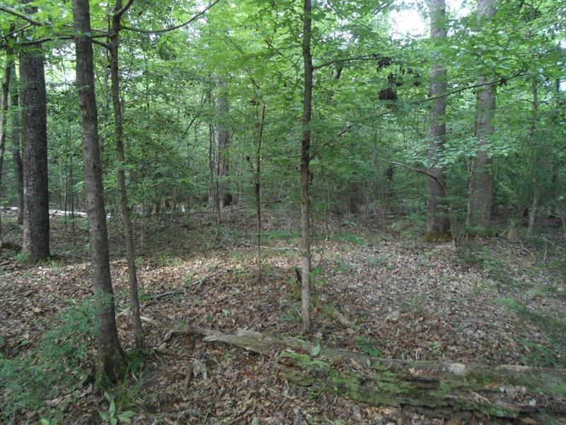 Toomsuba Road Tract : Lauderdale : Lauderdale County : Mississippi