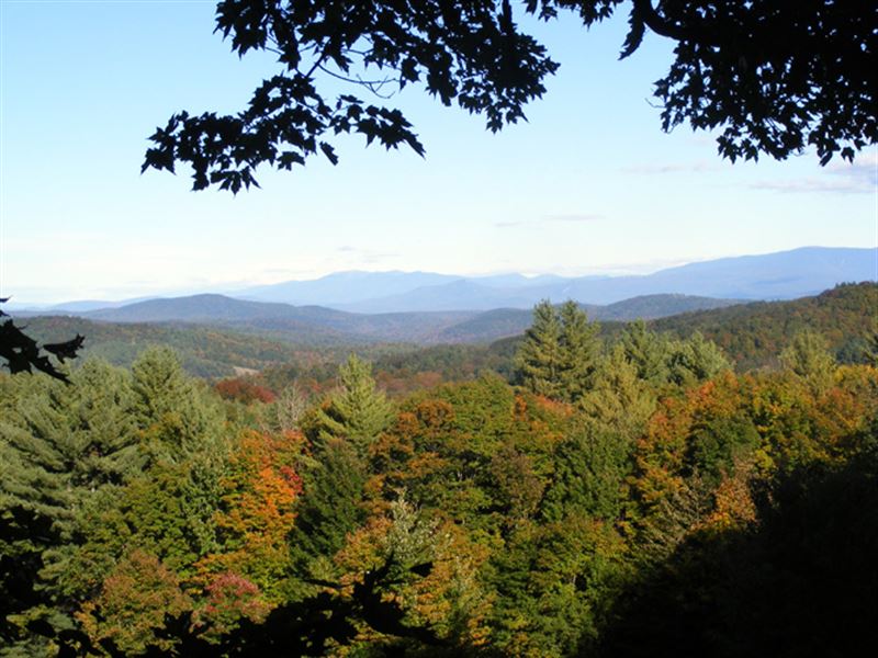 Mountain View Forest : Vershire : Orange County : Vermont