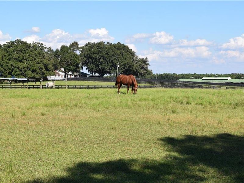 79 Acre Farmland & Equestrian : Brooksville : Hernando County : Florida