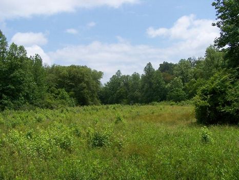 240+/- Acres Hunting Land on Creek : Ashland : Clay County : Alabama