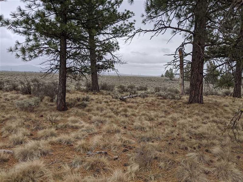 Yellow Pine Rd, Bly, OR Recreatio : Bly : Klamath County : Oregon