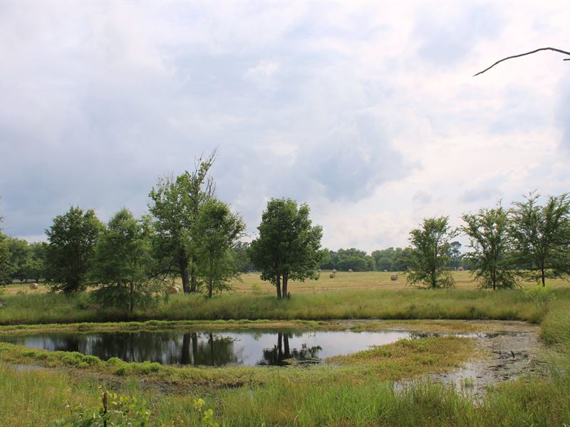 East Texas Acreage, Wood County : Winnsboro : Wood County : Texas