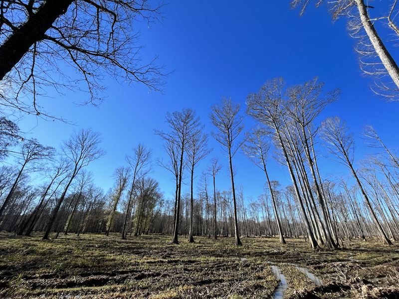 2155 Acres in Montgomery County : Kilmichael : Montgomery County : Mississippi