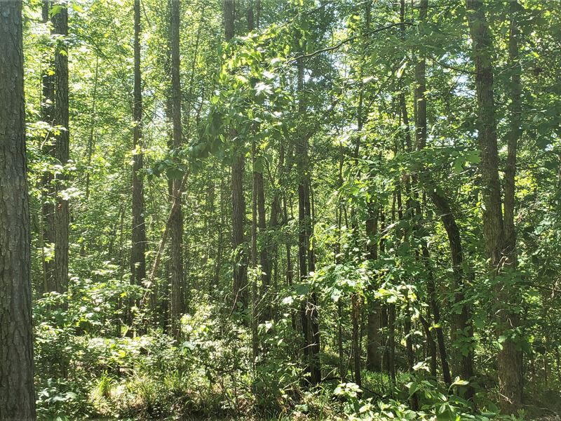 Great Price, Hardwoods and Hunting : Sweet Water : Marengo County : Alabama