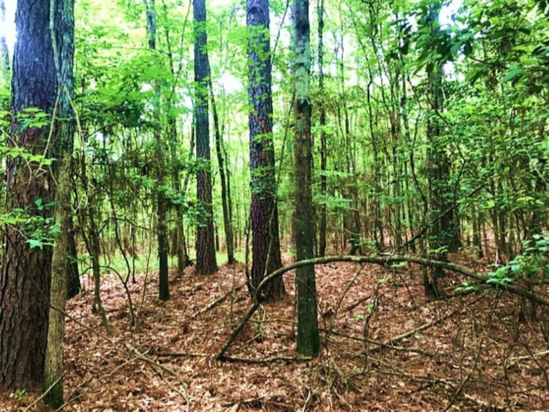Wooded Wonder in Bradley County, AR : Hermitage : Bradley County : Arkansas