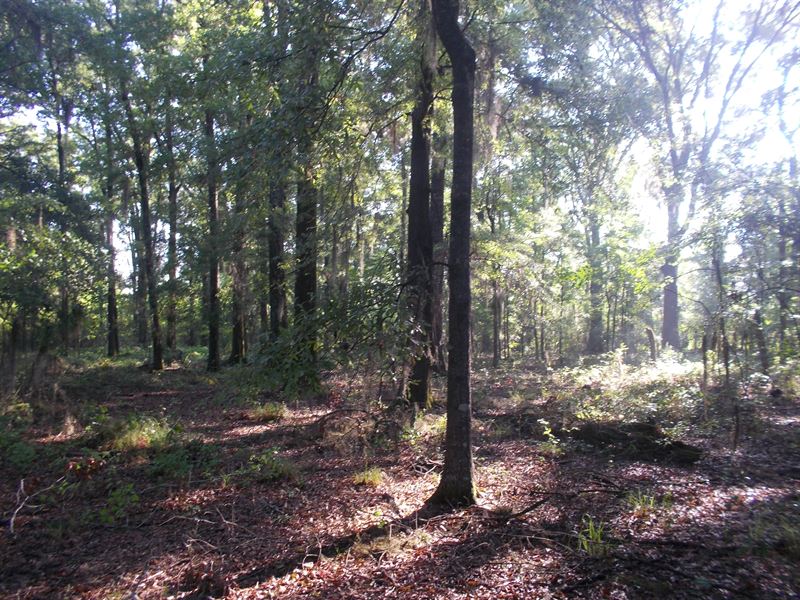 Secluded Acreage, Yet Near Town : Millbrook : Elmore County : Alabama