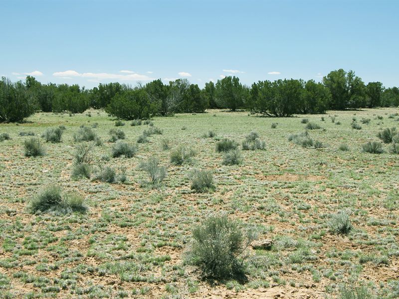 Secluded Northern AZ Homestead : Snowflake : Apache County : Arizona