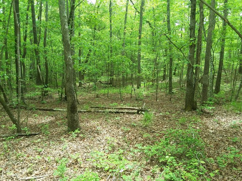 Level, Hardwood Trees and Private : Dunlap : Sequatchie County : Tennessee