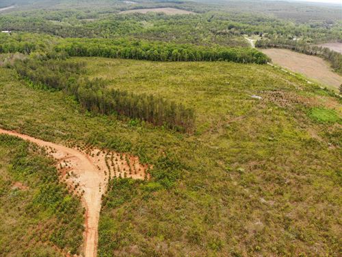 Piedmont Timberlands : Amherst : Nelson County : Virginia