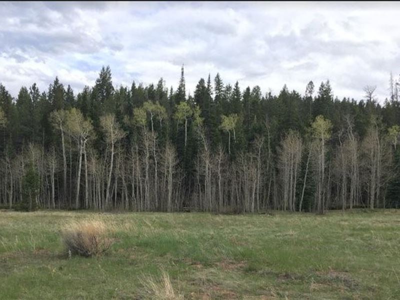 Beartrap Creek Runs Through This : Red Feather Lakes : Larimer County : Colorado