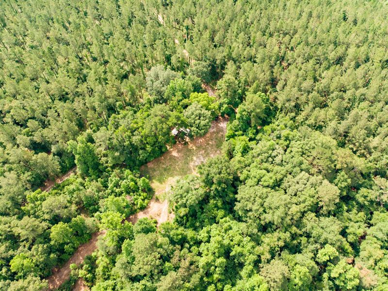 Great Hunting with Big Hardwoods : Madison : Madison County : Florida