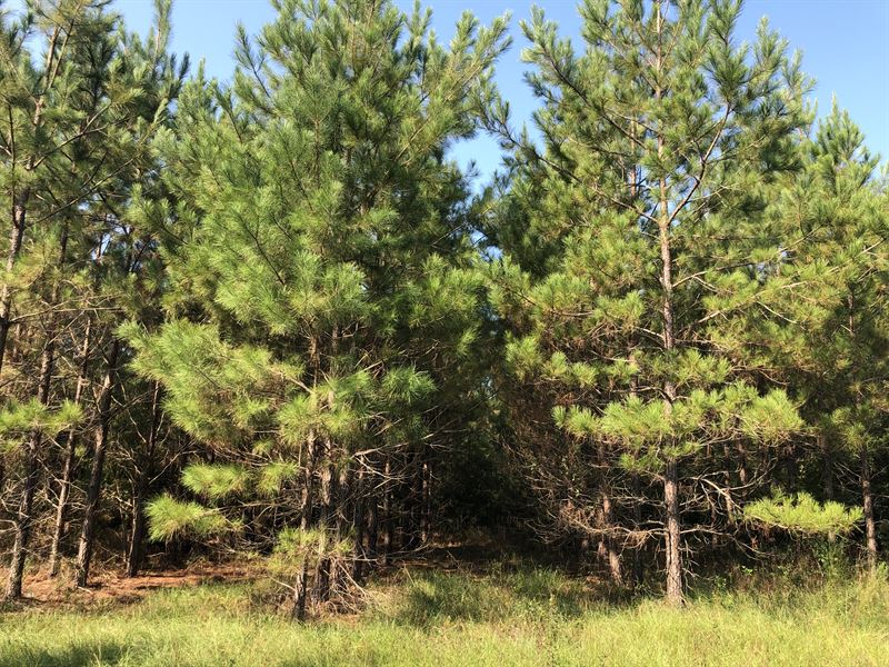 High Point Pinelands : Preston : Webster County : Georgia