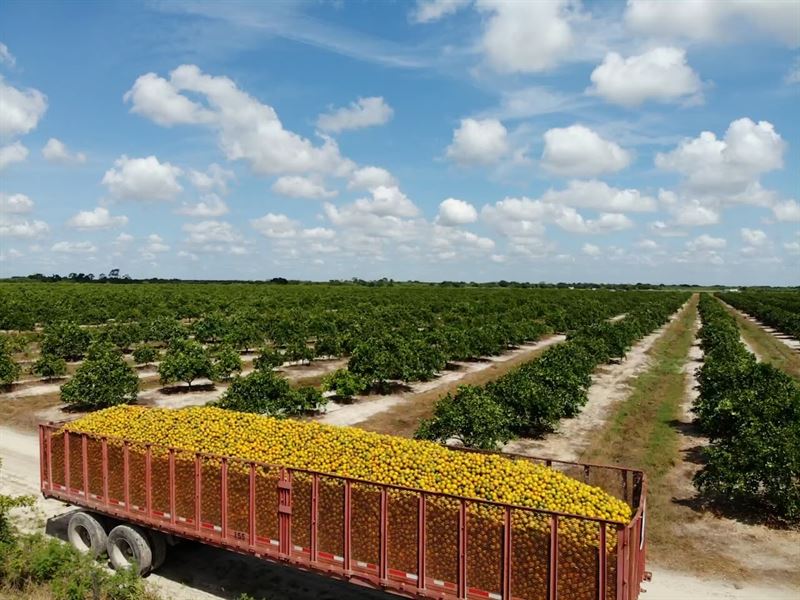 Florida Farmland with Citrus Crop Land for Sale by Owner in Labelle