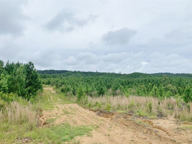 20 Acres MS Timberland Hunting Prop : Crosby : Amite County : Mississippi