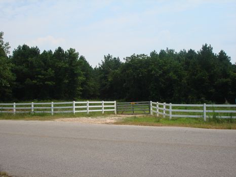 124 Acres Planted Pines : Greenville : Meriwether County : Georgia