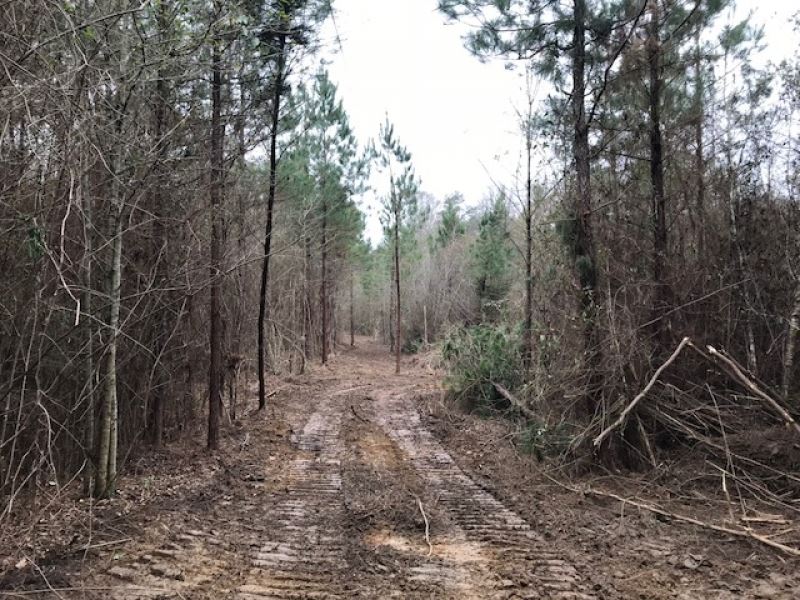 53 Acres with Creek Frontage in Tyl : Tylertown : Walthall County : Mississippi