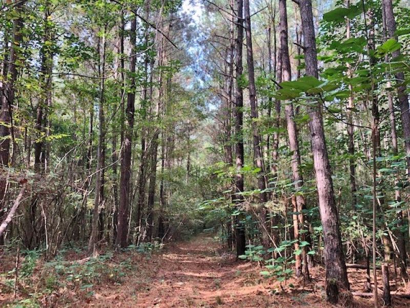 26 Acres Of Mature Timber Land for Sale in Summit, Pike County