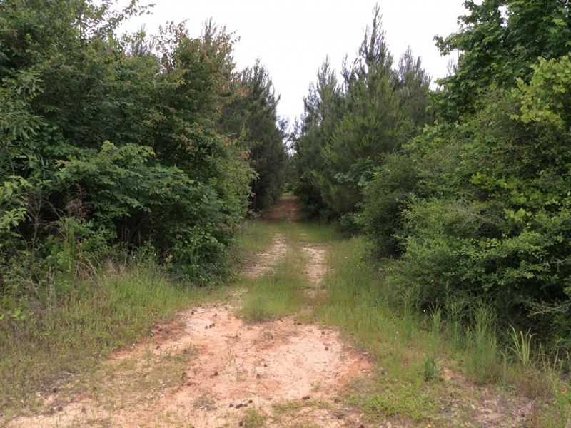 Gaars Mill Road Tract, Winn Parish : Dodson : Winn Parish : Louisiana