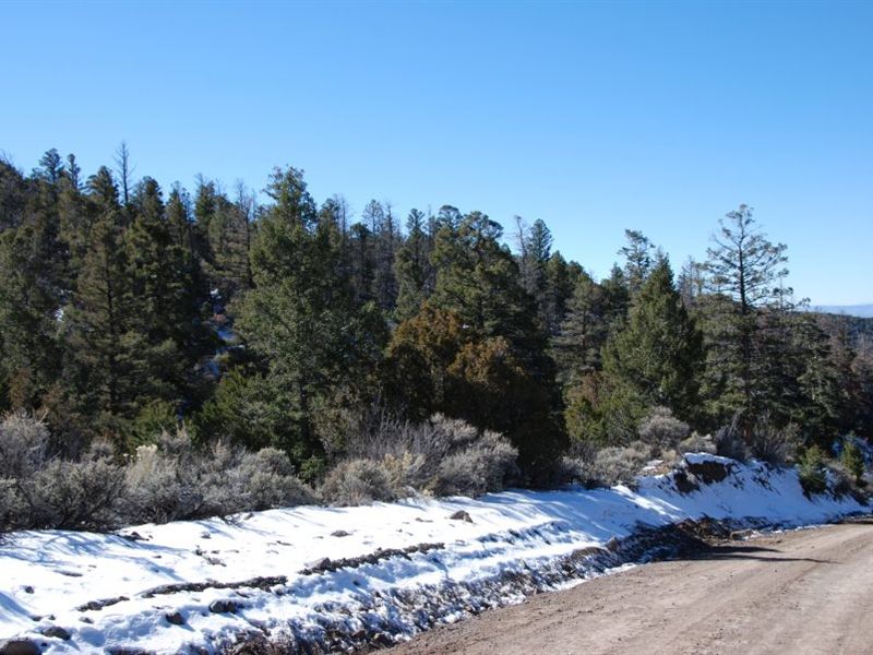 Treed 5+ Acre Colorado Property : Fort Garland : Costilla County : Colorado