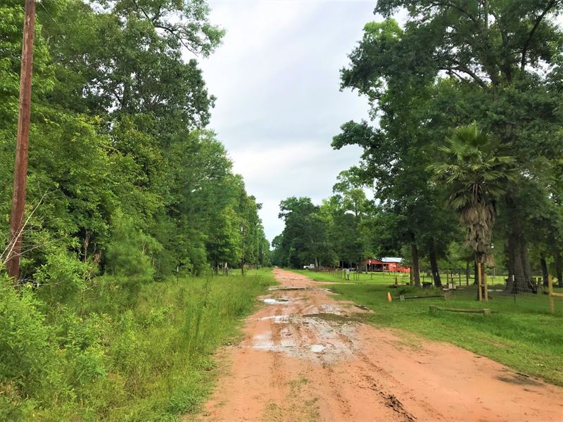 Texas Unrestricted Wooded Lot : Livingston : Polk County : Texas