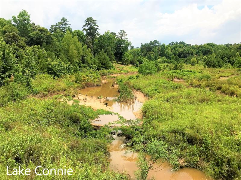 Texas Lake Connie Unrestricted Lot : Livingston : Polk County : Texas