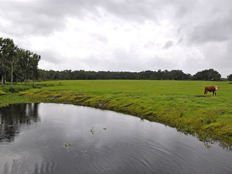 East Zolfo Springs Acreage : Zolfo Springs : Hardee County : Florida