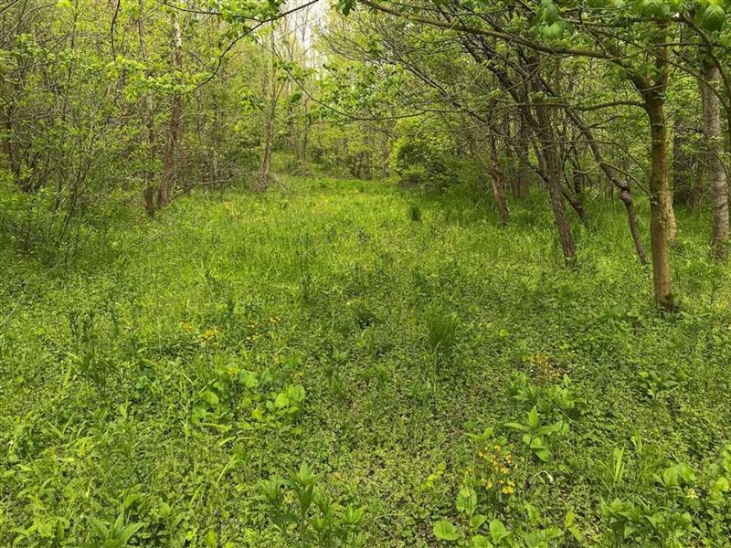 Clay Lick Rd, 56 Acres : Patriot : Gallia County : Ohio