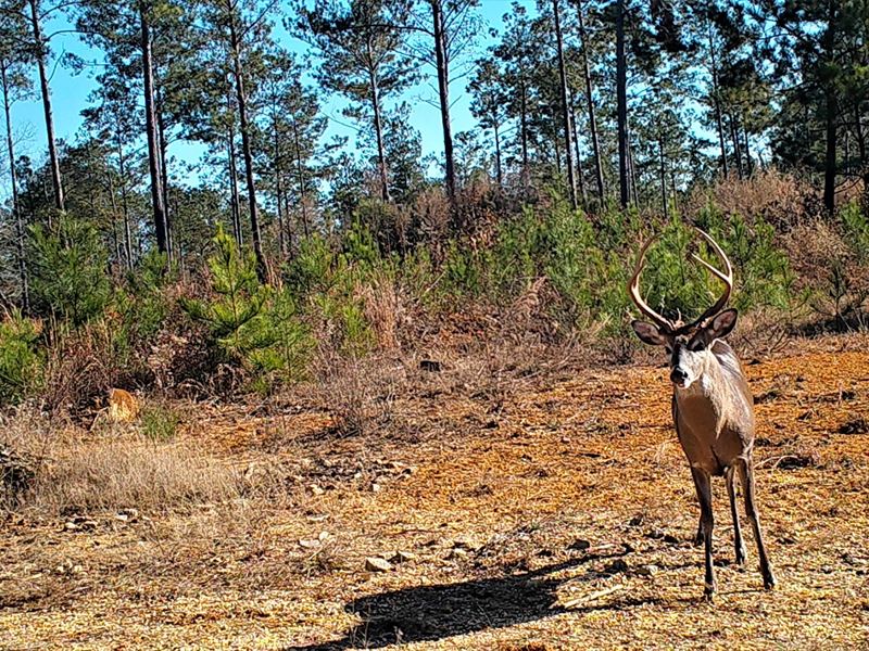 Mt. Olive Farm : Dadeville : Tallapoosa County : Alabama