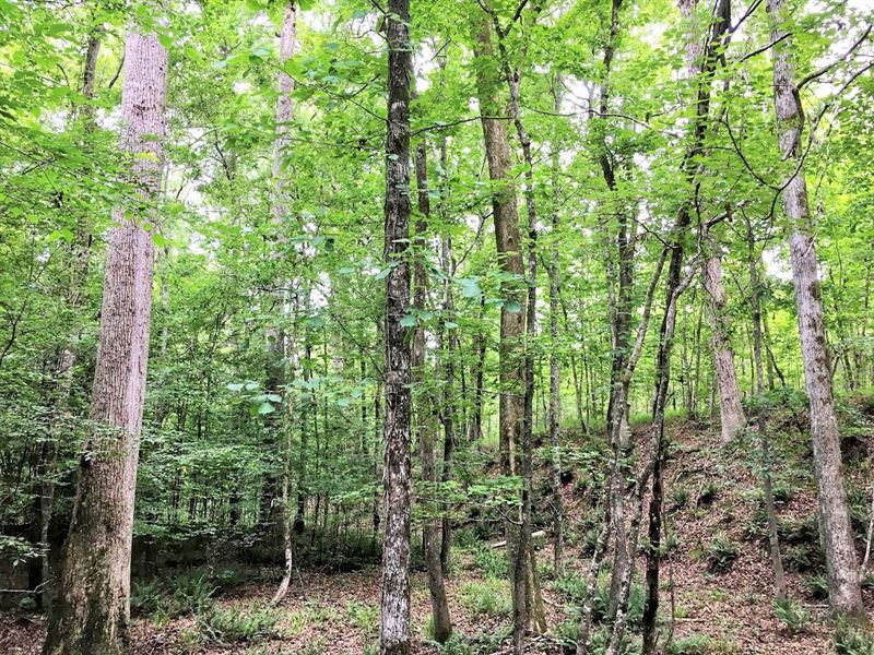 Fox Creek, 155 Acres : Haddock : Jones County : Georgia