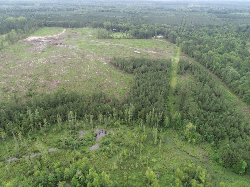 Cleared / Open Timber Land Junction : Junction City : Union County : Arkansas