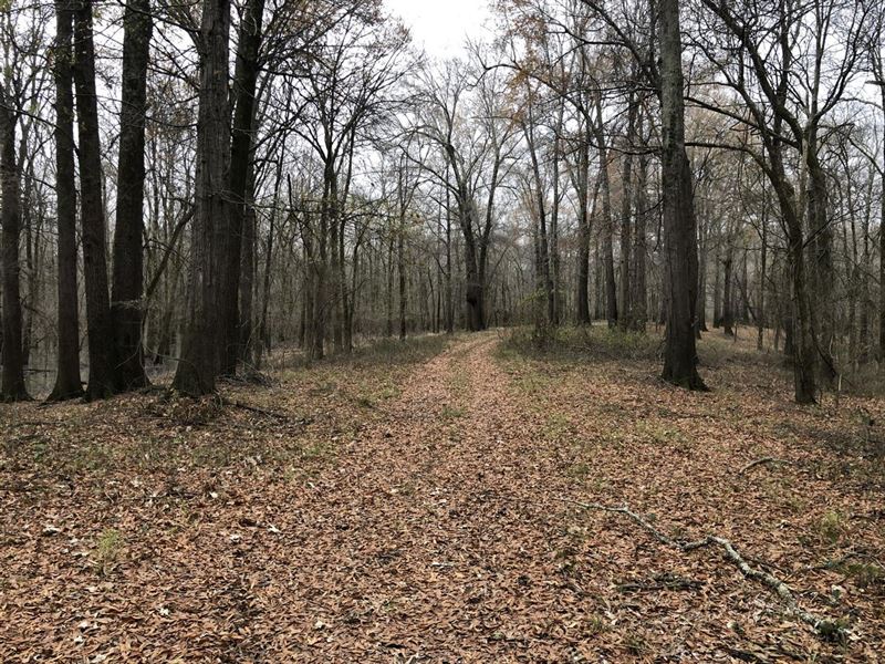 The Lee County L' Anguille River Tr : Haynes : Lee County : Arkansas