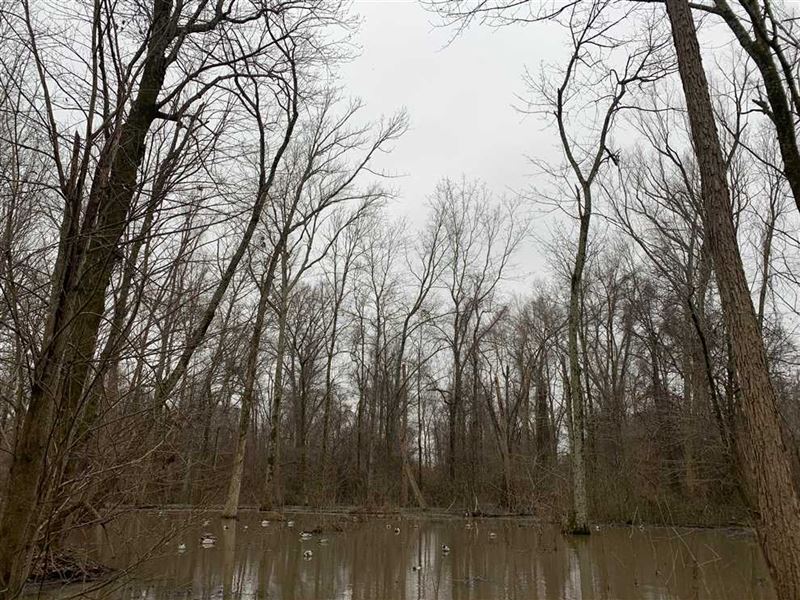 Premier Flooded Timber Duck Hunting, Land for Sale in Arkansas, 244659