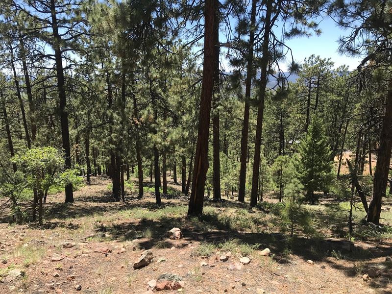Mountain Land Chama NM Real Estate : Chama : Rio Arriba County : New Mexico
