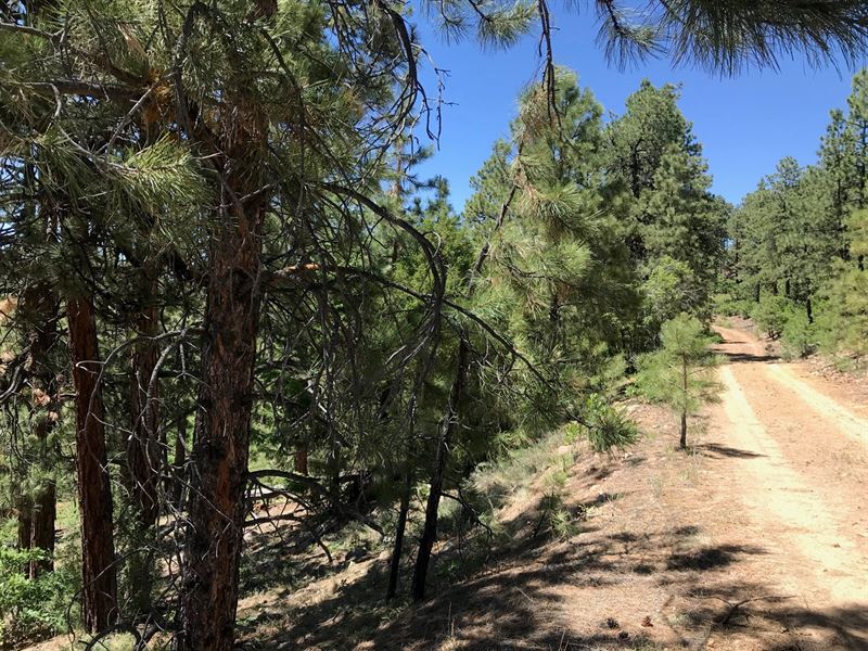 Northern NM Land Chama NM Mountain : Chama : Rio Arriba County : New Mexico