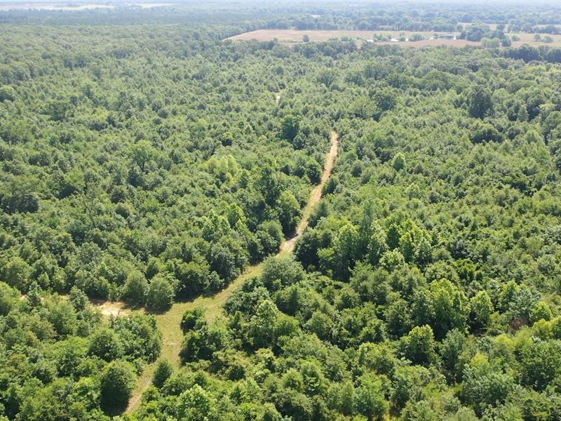 152 Acre Online Only Hunting Land : Detroit : Red River County : Texas
