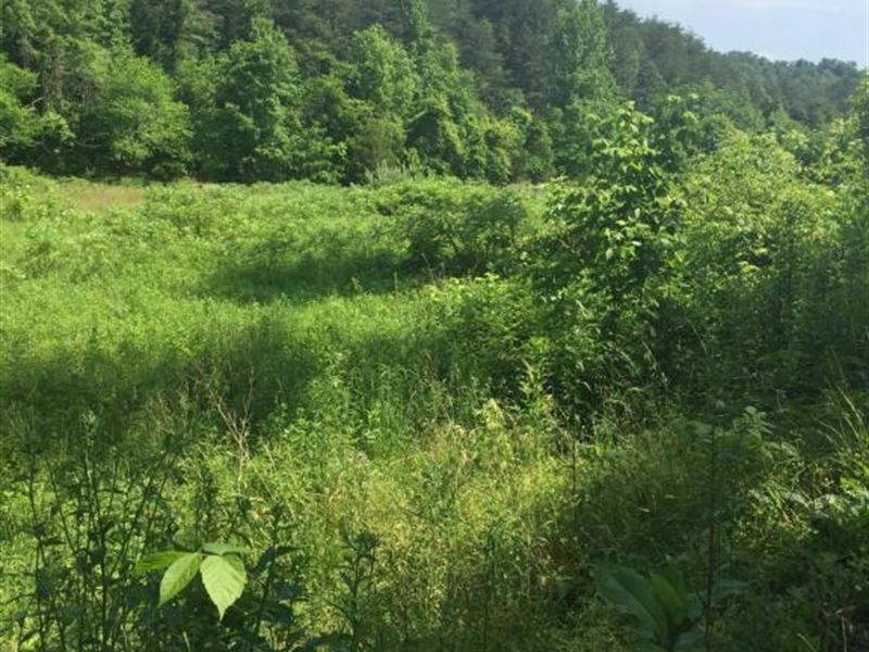 Homesteading, Just a Get Away Spot : Sneedville : Hancock County : Tennessee