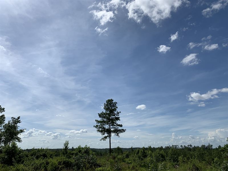 462 Sprott Tract : Sprott : Perry County : Alabama