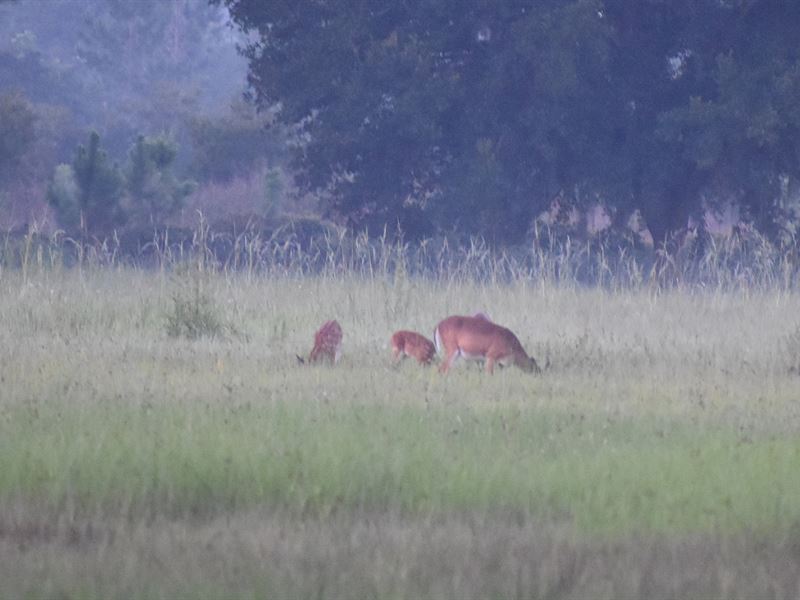 Volusia County Hunting Preserve : New Smyrna : Volusia County : Florida