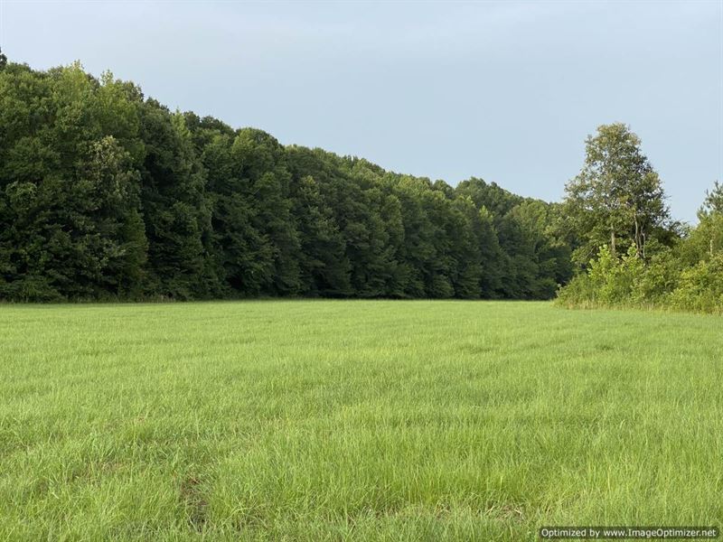 Beautiful Timberland, Food Plots : Hazlehurst : Copiah County : Mississippi