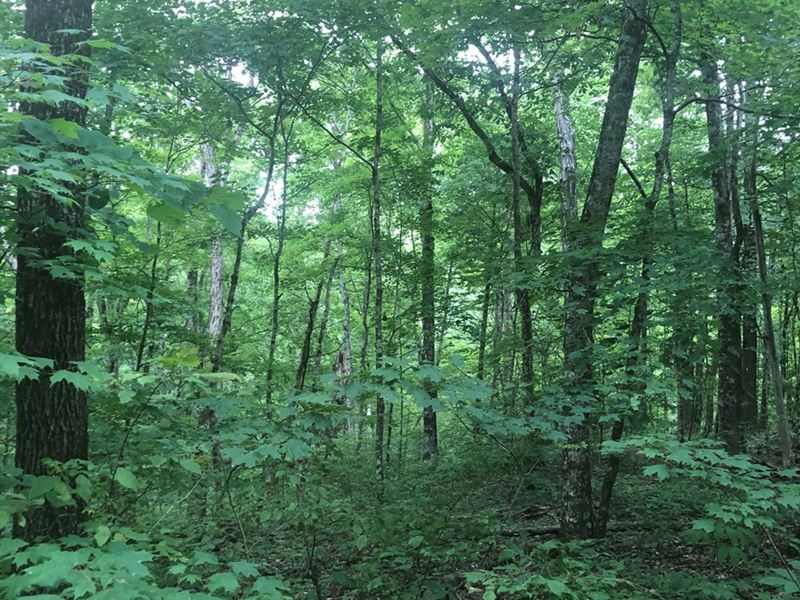 17.31 Acres Mostly Wooded Land : Knoxville : Knox County : Tennessee