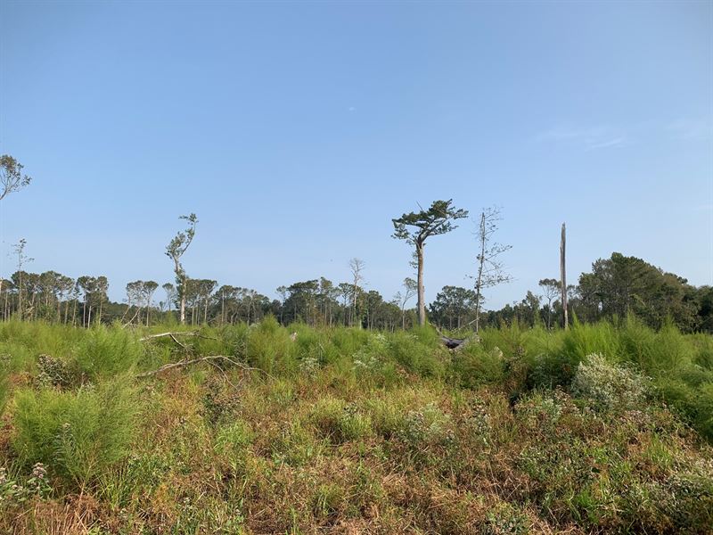 Hunting Land Along Bayou D'loutre : Spearsville : Union Parish : Louisiana