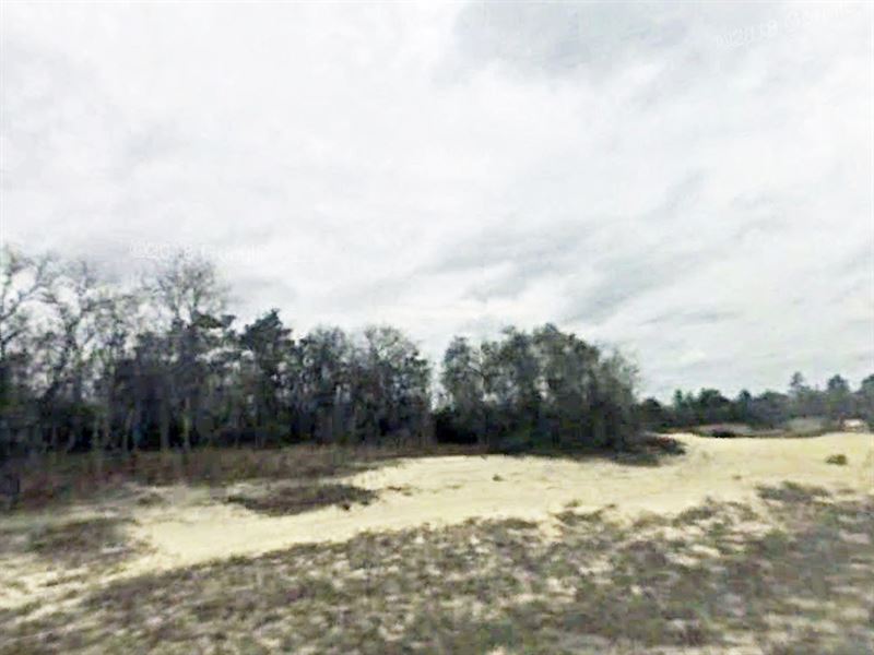 Home Site on Big Lot : Pine Ridge : Citrus County : Florida